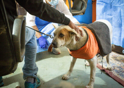 Free Rabies Vaccination Camp Rajokri 23
