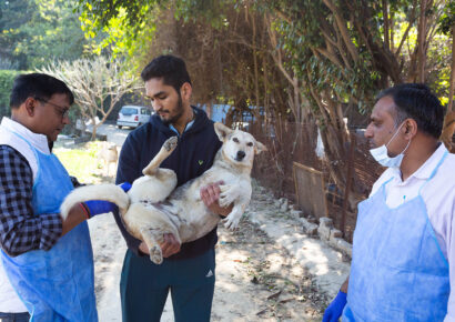 Free Rabies Vaccination Camp Rajokri 4